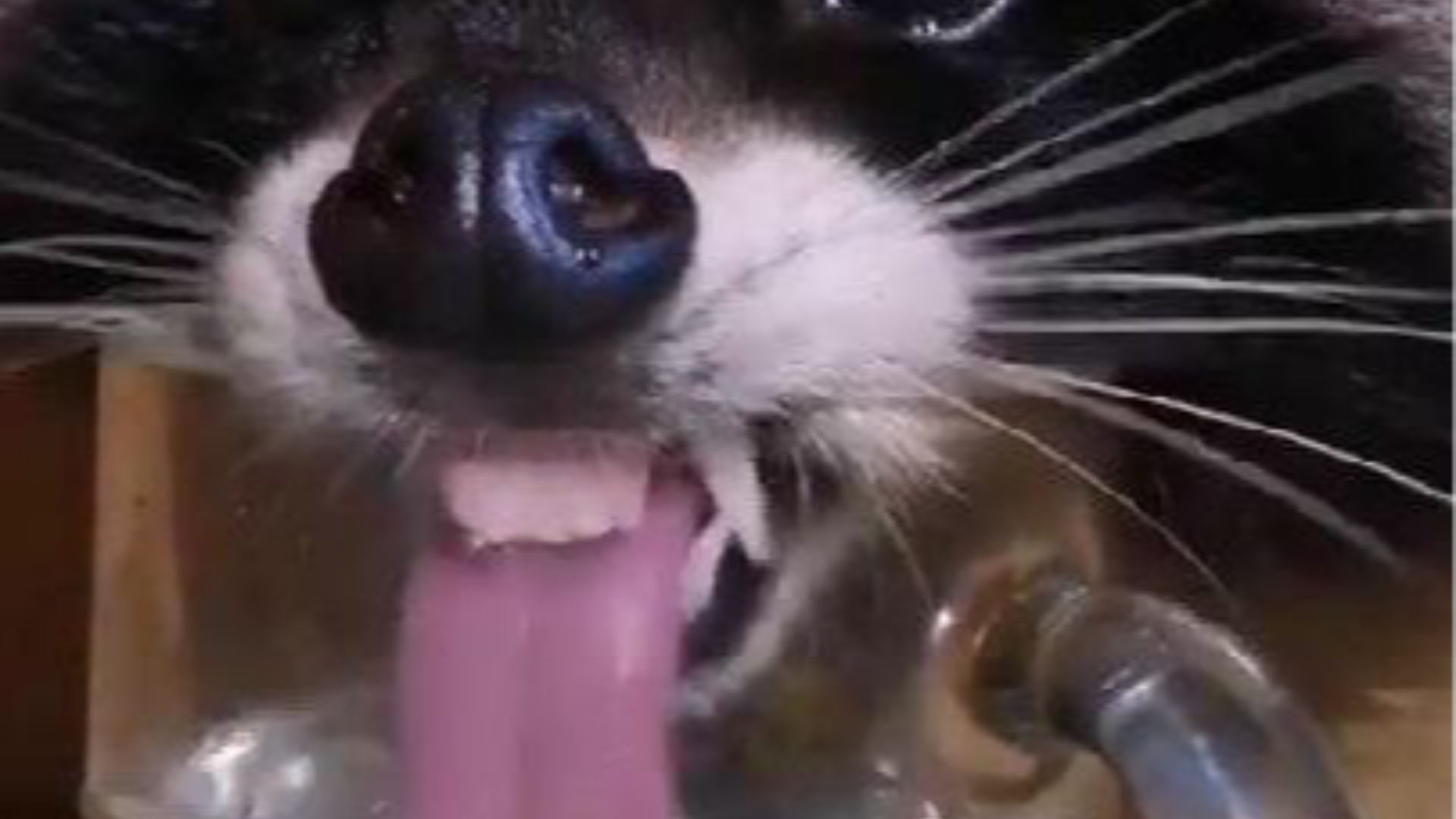 可爱“小熊猫” 萌翻了,用杯子喝水